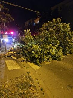 20 de intervenţii ale pompierilor în doar 3 ore în Bihor: Vântul puternic a doborât copaci, cărămizi, un semafor şi fire de electricitate (FOTO)