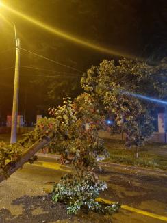 20 de intervenţii ale pompierilor în doar 3 ore în Bihor: Vântul puternic a doborât copaci, cărămizi, un semafor şi fire de electricitate (FOTO)