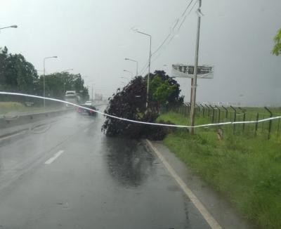 Pagubele furtunii: În Oradea un copac a căzut peste patru maşini şi mai multe străzi au fost inundate (FOTO/VIDEO)