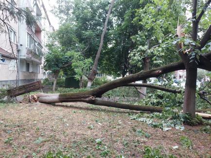 Furtuna face pagube: În Oradea au căzut mai mulţi copaci, inclusiv pe maşini și pe o școală (FOTO/VIDEO)