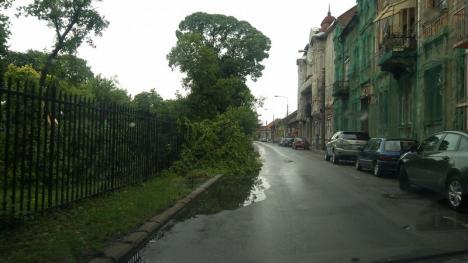 Furtună peste Oradea: Ploaia şi vijelia au inundat străzi şi au doborât copaci cu nemiluita (FOTO/VIDEO)