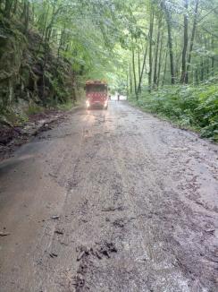 Urmările codului portocaliu în Bihor: Aluviuni pe șosele și copaci căzuți (FOTO / VIDEO)
