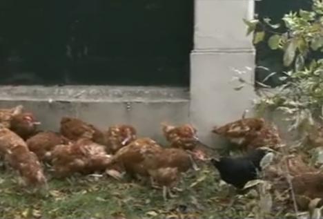 Campanie fără limite: Găini moarte, cu bileţele anti Iohannis, aruncate în curtea ACL