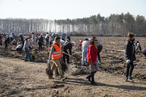 (FOTO/VIDEO) 'Un om, un pom, o ţară'. Mega-acţiune de plantare cu 1.800 de voluntari din Oradea, Bihor şi... Peru. După muncă, gulyás şi bere