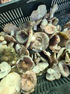 Ghici ciupercă ce-i? Record de intoxicări cu ciuperci în Bihor: Vânzătorii nu sunt nici măcar verificați de autorități (FOTO / VIDEO)