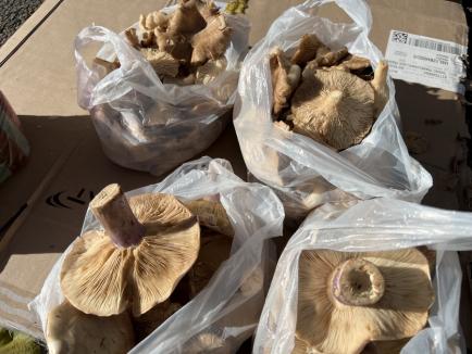 Ghici ciupercă ce-i? Record de intoxicări cu ciuperci în Bihor: Vânzătorii nu sunt nici măcar verificați de autorități (FOTO / VIDEO)