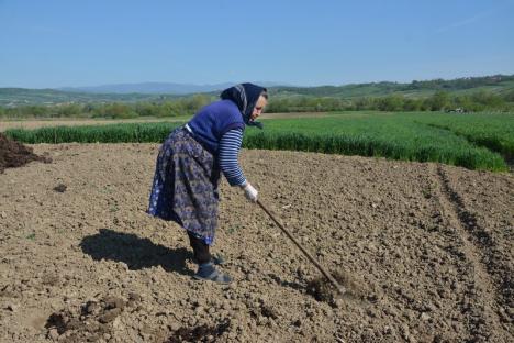 Sărăcia s-a născut la sat! Bătrânii rămaşi în satele din Bihor nu mai au pe cine angaja să le sape grădinile, nici dacă oferă 100 lei pe zi (FOTO)