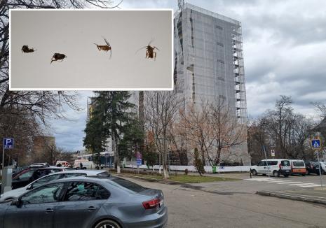 Gândaci în clădirea din Rogerius a Spitalului Județean din Oradea! Managerul afirmă că știe de problemă și schimbă regulile de dezinsecție (FOTO/VIDEO)