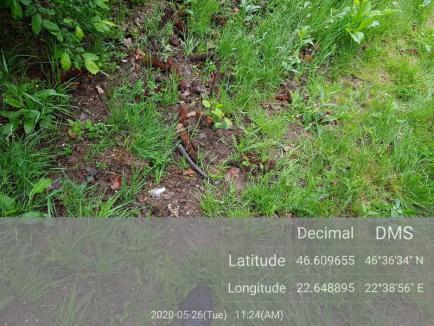 Loc de pândă amenajat ilegal de braconieri, într-un fond de vânătoare din Boga, gestionat de Universitatea din Oradea (FOTO)