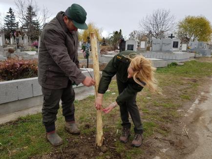 De Centenar, 100 de stejari au fost plantaţi în Cimitirul Municipal de Garda Forestieră şi Direcţia Silvică (FOTO)