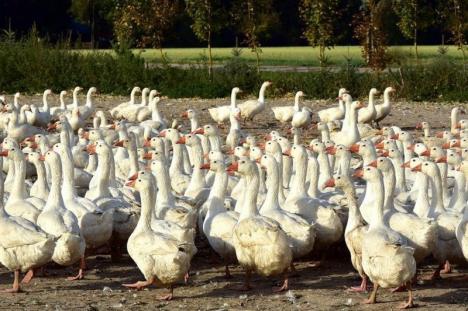 Gripa aviară, la doar 35 kilometri de Oradea! Virusul a fost descoperit la o fermă de gâște din Ungaria