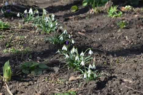 Primăvara din faţa blocului: Grădina unui bloc din Oradea, plină de ghiocei şi brânduşe (FOTO)