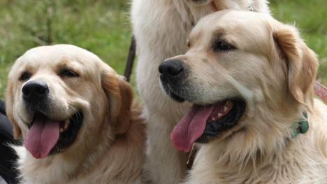 Record mondial la drăgălăşenie! Cum arată o 'petrecere' cu 361 de câini Golden Retriever (FOTO/VIDEO)