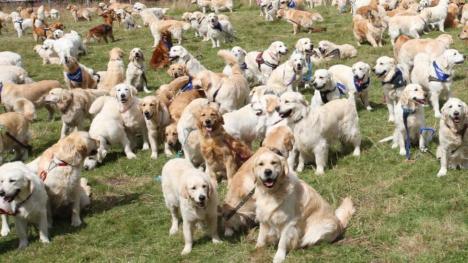 Record mondial la drăgălăşenie! Cum arată o 'petrecere' cu 361 de câini Golden Retriever (FOTO/VIDEO)