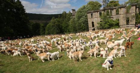 Record mondial la drăgălăşenie! Cum arată o 'petrecere' cu 361 de câini Golden Retriever (FOTO/VIDEO)