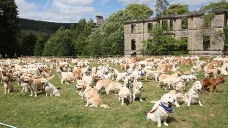 Record mondial la drăgălăşenie! Cum arată o 'petrecere' cu 361 de câini Golden Retriever (FOTO/VIDEO)