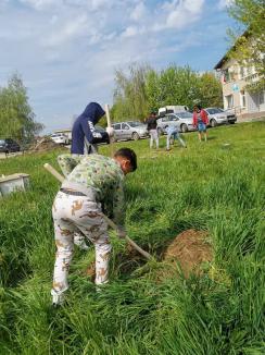 Permacultură urbană în Săcueni: În curtea Liceului Petőfi Sándor se amenajează o grădină comunitară (FOTO)