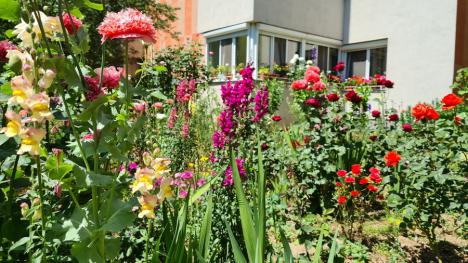Jos pălăria: O cochetă grădină cu flori încântă locatarii şi trecătorii de pe strada Sovata (FOTO)