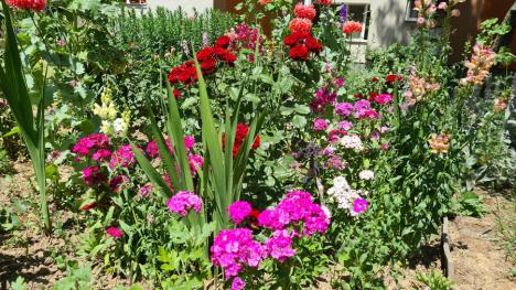 Jos pălăria: O cochetă grădină cu flori încântă locatarii şi trecătorii de pe strada Sovata (FOTO)