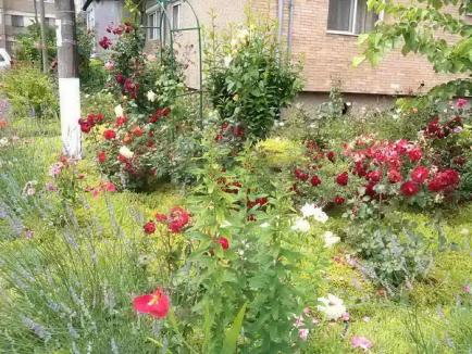 Grădinăreasa de la bloc: Orădeanca Maria Dochia a transformat spaţiul din jurul blocului într-o grădină de toată frumuseţea (FOTO)