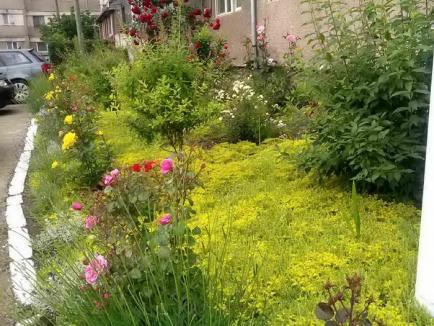 Grădinăreasa de la bloc: Orădeanca Maria Dochia a transformat spaţiul din jurul blocului într-o grădină de toată frumuseţea (FOTO)