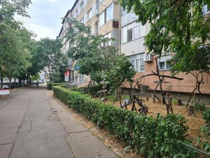 Grădina lui Sorin: Un orădean a decorat inedit grădina din fața blocului (FOTO)