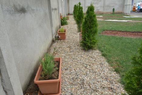 Pe simţite: Centrul SOS Autism Bihor are de acum grădină şi sală senzorială, cu multe lumini şi plante aromatice (FOTO/VIDEO)