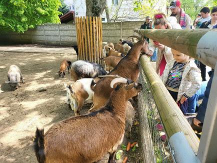 Ziua părinților adoptivi, la Zoo Oradea. Capibara, cel mai adoptat animal (FOTO)