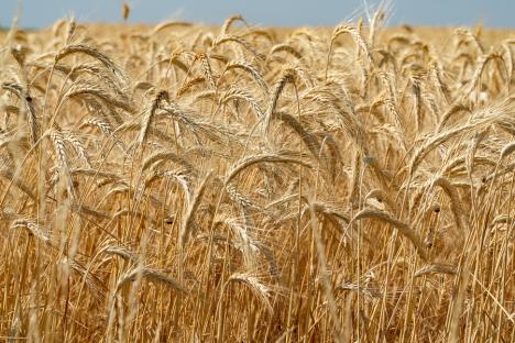 Criza cerealelor: România va sigila transporturile din Ucraina