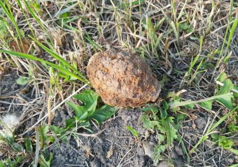 Grenadă descoperită în Oradea