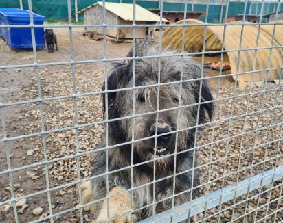 Adoptați, nu cumpărați! Recent redeschis, adăpostul Grivei din Oradea are peste 100 de câini în căutare de stăpâni (FOTO)