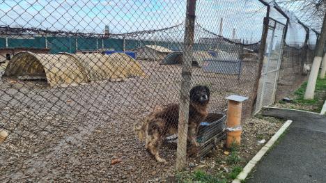 Adoptați, nu cumpărați! Recent redeschis, adăpostul Grivei din Oradea are peste 100 de câini în căutare de stăpâni (FOTO)