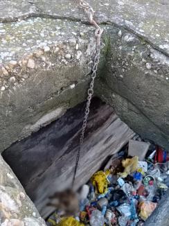 Descoperire groaznică în Bihor: O groapă 'a morţii', cu câini abandonaţi şi ucişi, între Oradea și Salonta (FOTO)