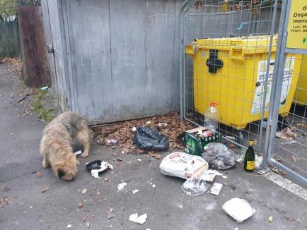 Poliţia Locală Oradea, cu 'lupa' pe ţarcuri: Orădenii care aruncă gunoaie pe lângă pubele riscă amenzi de până la 2.000 de lei! (FOTO)
