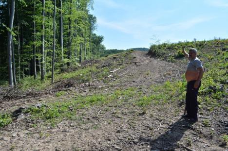 'Haiducie' cu voie de la Primărie: Primăriţa din Brusturi acoperă un furt de pădure în care e implicat propriul soţ (FOTO)