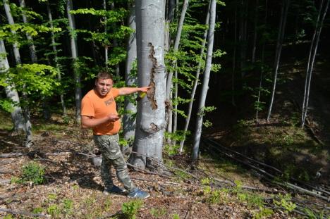 'Haiducie' cu voie de la Primărie: Primăriţa din Brusturi acoperă un furt de pădure în care e implicat propriul soţ (FOTO)