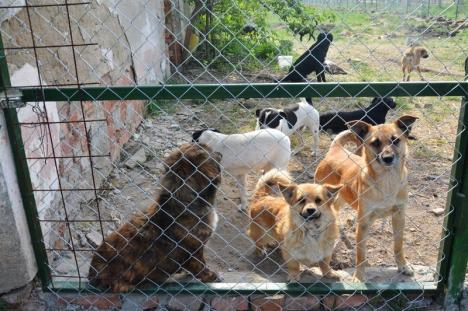 Haita Raksi: Un cuplu din Salonta îngrijeşte peste 180 de câini abandonaţi, într-un adăpost privat amenajat la marginea oraşului (FOTO / VIDEO)