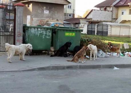 Bihorul va avea sistem integrat de gestionare a câinilor fără stăpân, cu adăposturi și în Salonta, Marghita, Beiuș și Aleșd