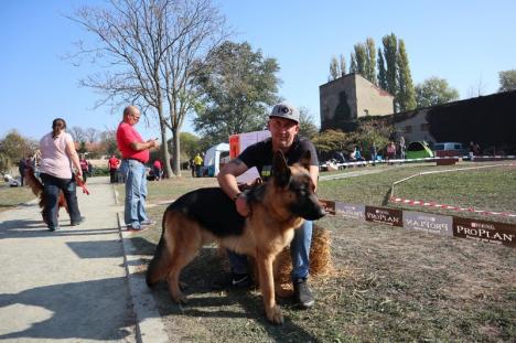 Halloween Dog Show: Cei mai frumoşi câini din Europa se aleg la Oradea (FOTO / VIDEO)