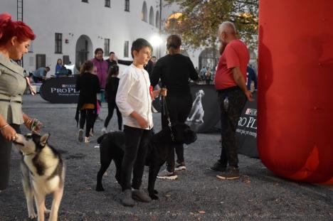 Halloween Dog Show: Cei mai frumoşi câini din Europa se aleg la Oradea (FOTO / VIDEO)
