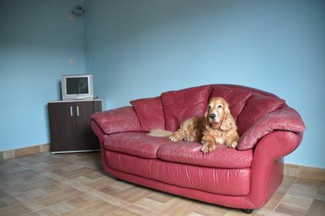 Grand Hotel 'Ham-ham': În Bihor s-a înfiinţat un hotel de lux pentru câini, cu camere dotate inclusiv cu canapele şi televizoare (FOTO)