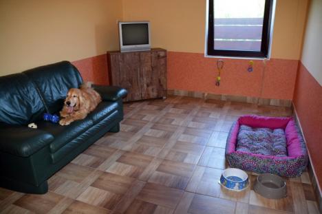 Hotelul veseliei: S-a deschis Hotel Happy Dog, primul hotel de lux din Bihor dedicat celor mai buni prieteni ai omului (FOTO)