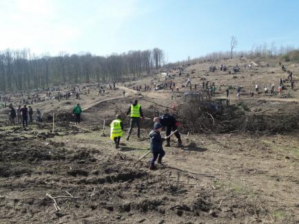 Cea mai mare împădurire din Bihor: 18.000 de puieți au fost plantaţi în Sârbi! (FOTO / VIDEO)