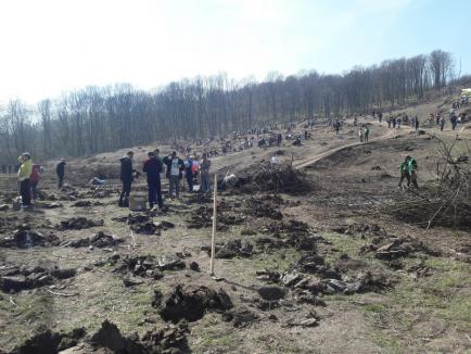 Cea mai mare împădurire din Bihor: 18.000 de puieți au fost plantaţi în Sârbi! (FOTO / VIDEO)