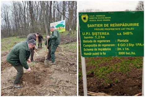 Primăvara începe cu plantări. Peste 1,2 milioane de puieți vor fi puși în pădurile din Bihor (FOTO)