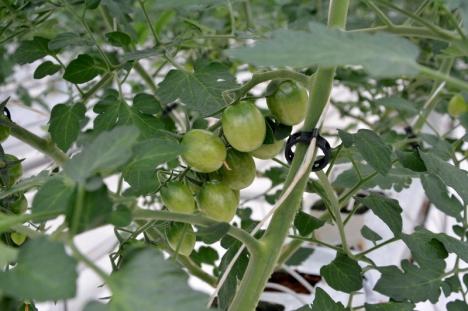 Cherry de Toboliu: Povestea studentului orădean care a pus pe picioare prima seră hidroponică din Bihor (FOTO)