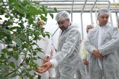 Cherry de Toboliu: Povestea studentului orădean care a pus pe picioare prima seră hidroponică din Bihor (FOTO)