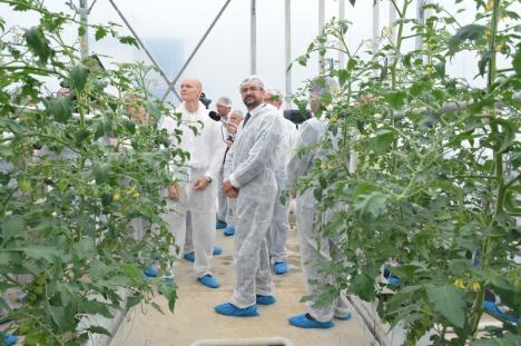 Cherry de Toboliu: Povestea studentului orădean care a pus pe picioare prima seră hidroponică din Bihor (FOTO)