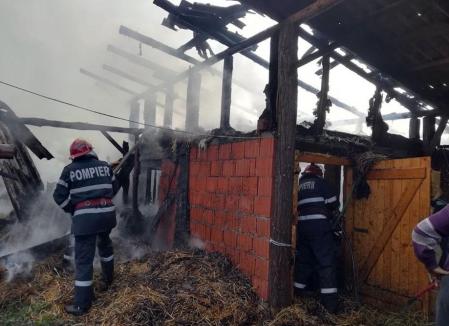 Incendiu în Albiş: 9 purcei au ars de vii, după ce flăcările au cuprins un adăpost de animale (FOTO)