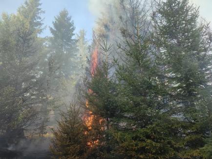 A fost stins incendiul masiv de pădure dintre Stâna de Vale și Budureasa. A izbucnit de la un trăsnet (FOTO/VIDEO)